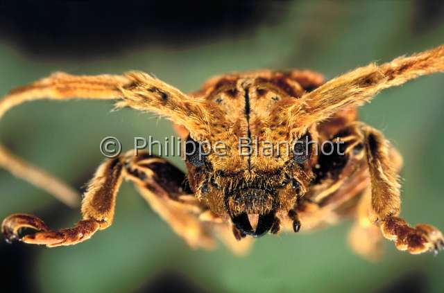 Xylorhiza adusta.JPG - Xylorhiza adusta (Portrait)Longicorne Long horned beetleColeopteraCerambycidaeMalaisie